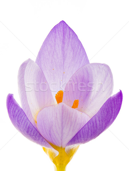 Isolated purple crocus flower blossom Stock photo © manfredxy