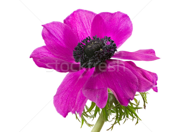 Isolated purple anemone flower blossom Stock photo © manfredxy