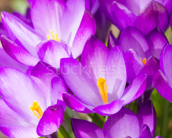 Stockfoto: Paars · krokus · bloem · bloesems · voorjaar · tijd