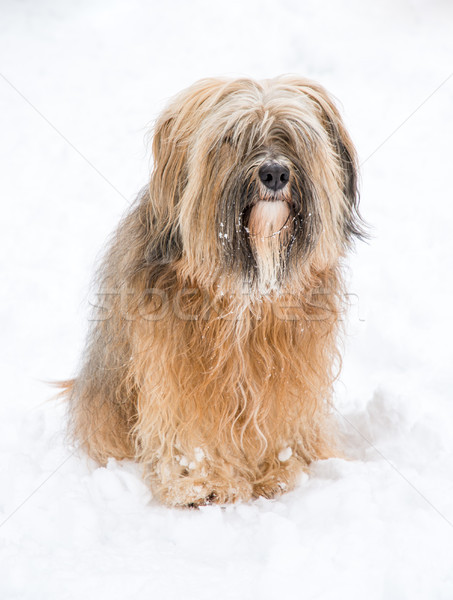 Foto stock: Terrier · nieve · sesión · jardín · invierno · animales