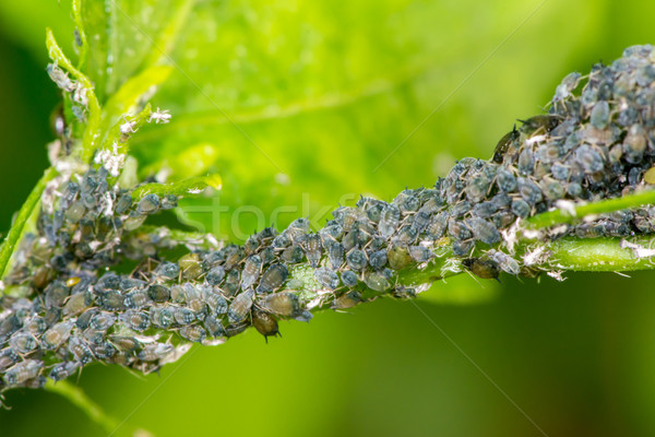 Lice Macro Stock photo © manfredxy