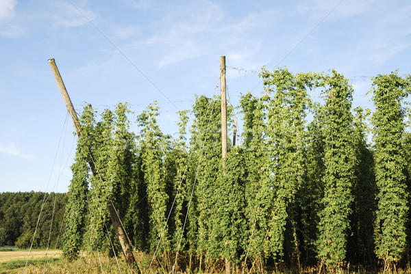 Hop field Stock photo © manfredxy