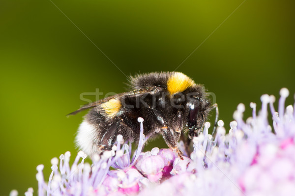 Poszméh virág makró állat rózsaszín virág Stock fotó © manfredxy