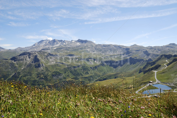 Flower meadow in the alps Stock photo © manfredxy