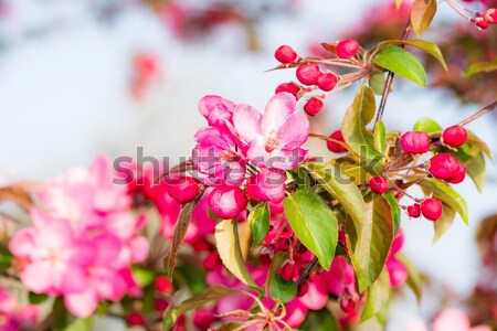 Foto d'archivio: Fioritura · melo · rosa · fiori · primavera · tempo