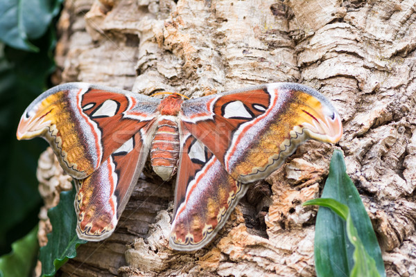 Atlas moth sitting on a tree trunk Stock photo © manfredxy