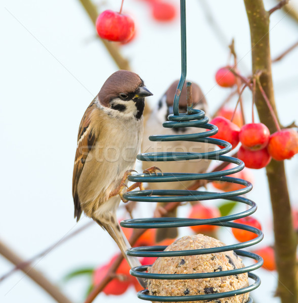 Tree sparrows sitting at a bird feeder Stock photo © manfredxy