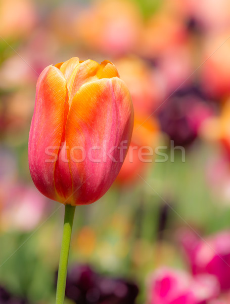 Exceptionnel tulipe fleur parterre de fleurs printemps scénique Photo stock © manfredxy