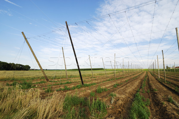 Hop field Stock photo © manfredxy