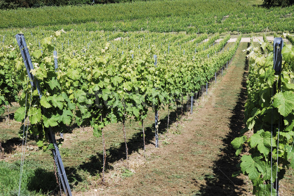 Growing vine Stock photo © manfredxy