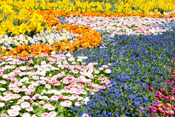 Gorgeous spring flowers Stock photo © manfredxy
