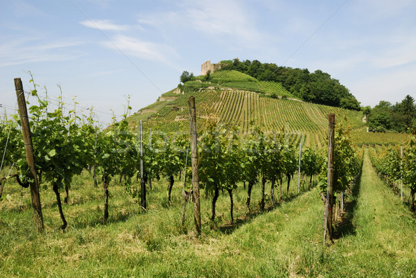 Castle on a vineyard Stock photo © manfredxy