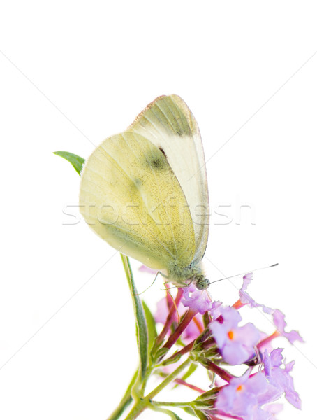 White cabbage butterfyl on a flower blossom Stock photo © manfredxy