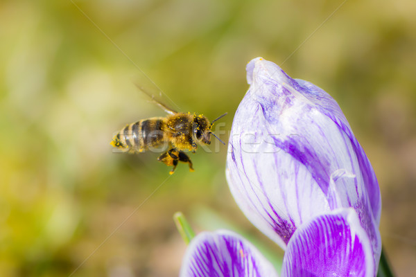 Bee flying to a crocus flower Stock photo © manfredxy