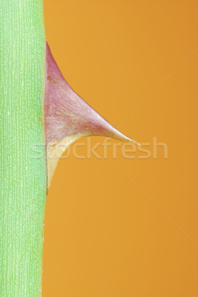 Makró rózsa tövis virág fájdalom Stock fotó © manfredxy