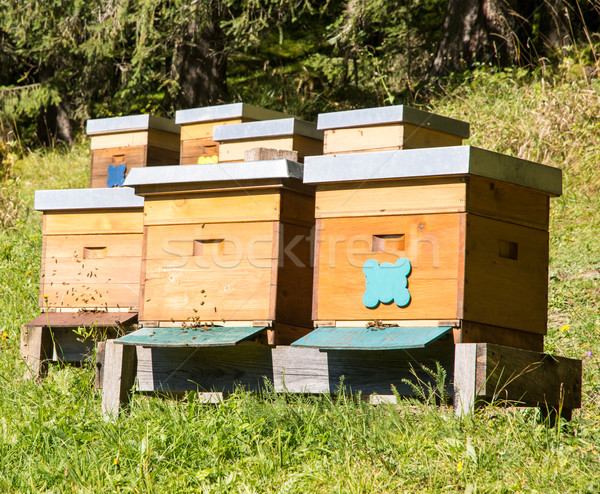 Beekeeping Stock photo © manfredxy