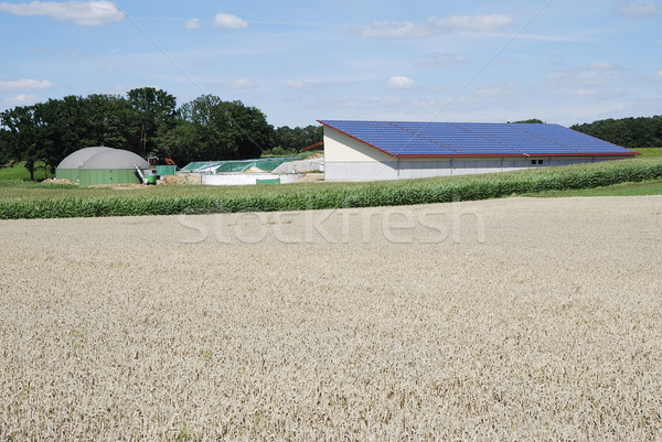 グリーンエネルギー バイオガス 生産 太陽エネルギー 空 小麦 ストックフォト © manfredxy