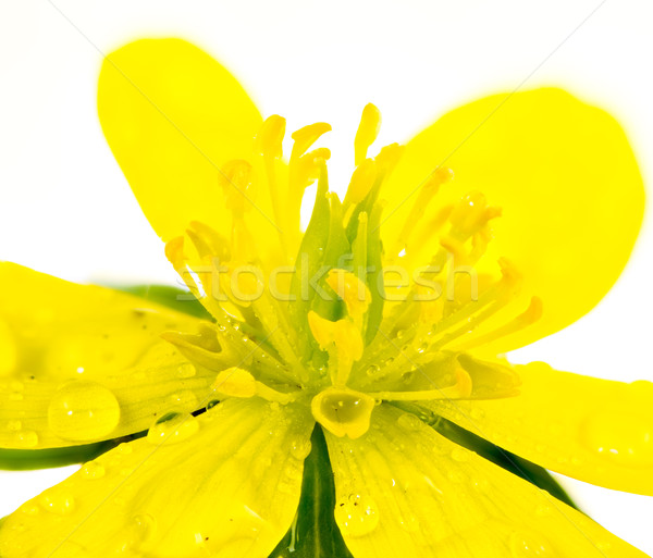 Isolated yellow wet blossom of winter aconite Stock photo © manfredxy