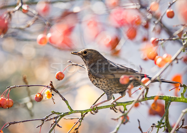 Amsel Sitzung Apfelbaum weiblichen Früchte Baum Stock foto © manfredxy