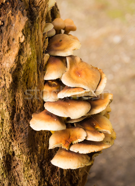 Polypore mushrooms on a rotten tree Stock photo © manfredxy