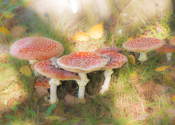 Group of red fly agaric musrooms Stock photo © manfredxy