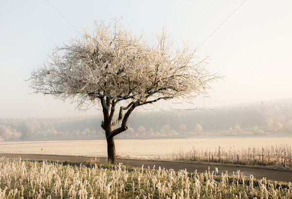 Einsamen Baum neblig Winter Landschaft Natur Stock foto © manfredxy