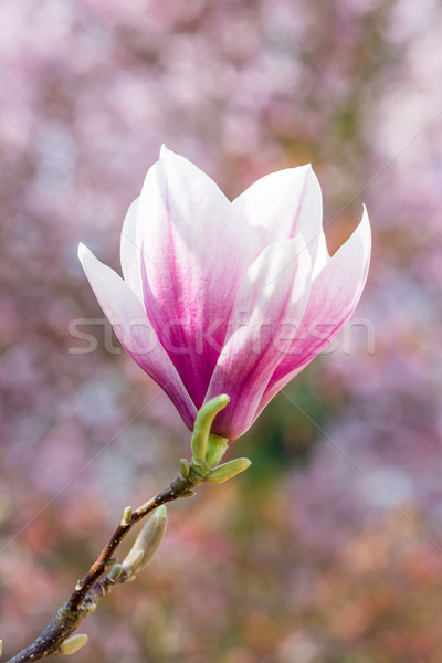 Magnolie floare roz copac primăvară natură Imagine de stoc © manfredxy