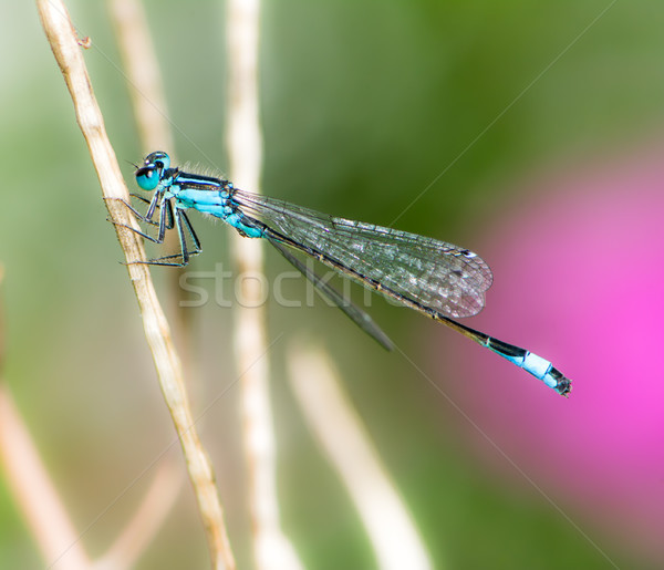 Bluetail damselfly on a twig Stock photo © manfredxy