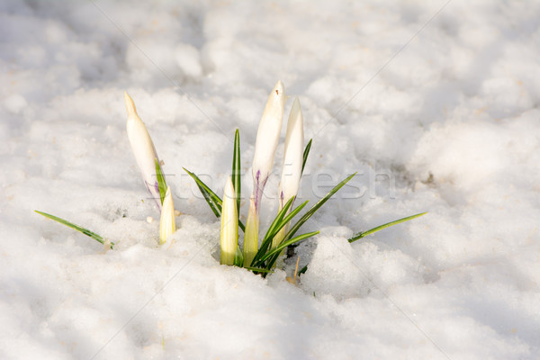 Alb şofran flori zăpadă macro primăvară Imagine de stoc © manfredxy