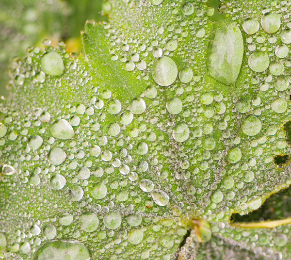 ストックフォト: 雨滴 · 緑色の葉 · 水 · 背景 · 水滴 · 値下がり