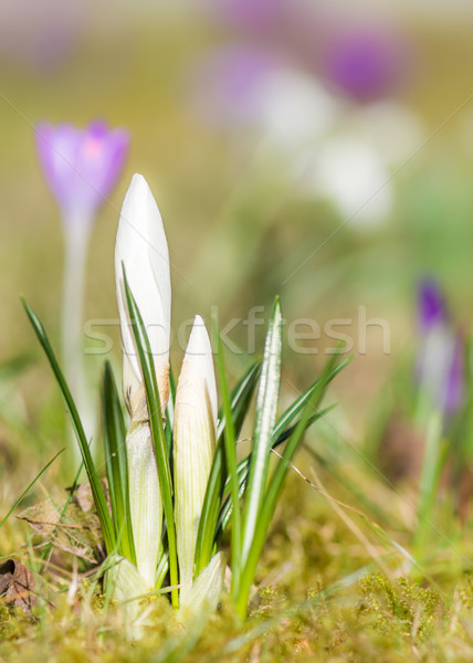 Foto d'archivio: Bianco · crocus · fiore · primavera · primo · piano · messa · a · fuoco · selettiva