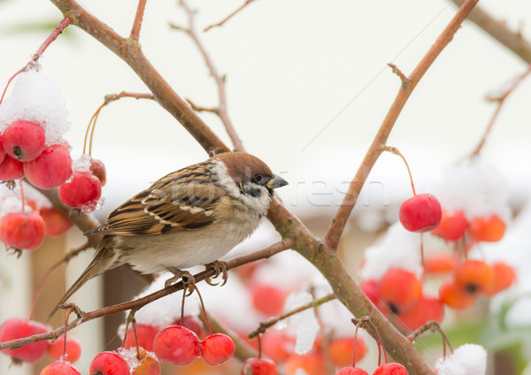 Tree sparrow sitting in a snow covered apple tree Stock photo © manfredxy