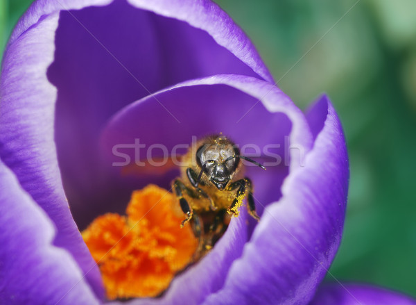 Abeille crocus pourpre fleur animaux Photo stock © manfredxy