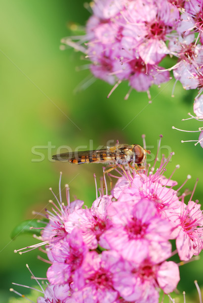 Fliegen rosa Blume Anlage rosa schönen Makro Stock foto © manfredxy