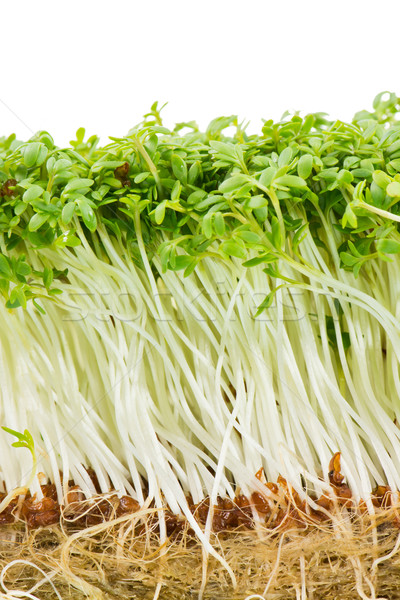 Isolated Garden Cress Sprouts Stock photo © manfredxy
