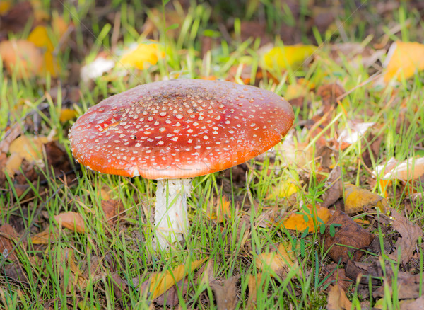 Red fly agaric musroom Stock photo © manfredxy