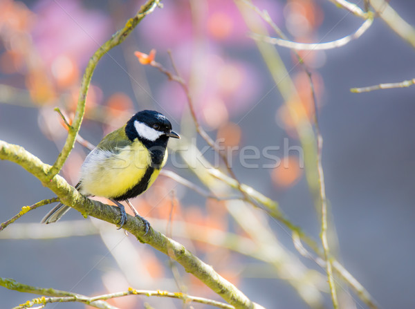 Great Tit bird sitting on a tree branch Stock photo © manfredxy