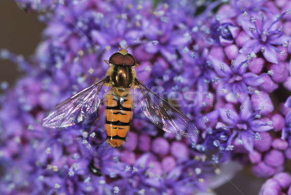 Hover Fly Stock photo © manfredxy