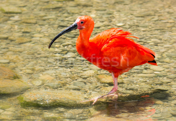 Stock photo: Scarlet Ibis wading through the water