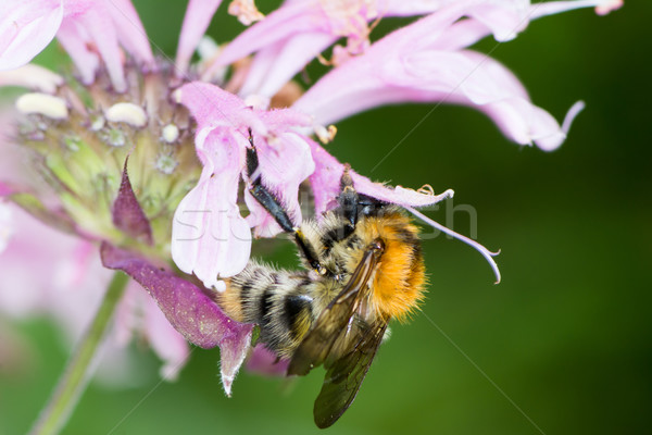 Abeja recoger néctar flor abeja rosa Foto stock © manfredxy