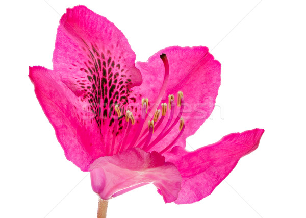 Macro of a pink isolated Rhododendron flower blossom Stock photo © manfredxy