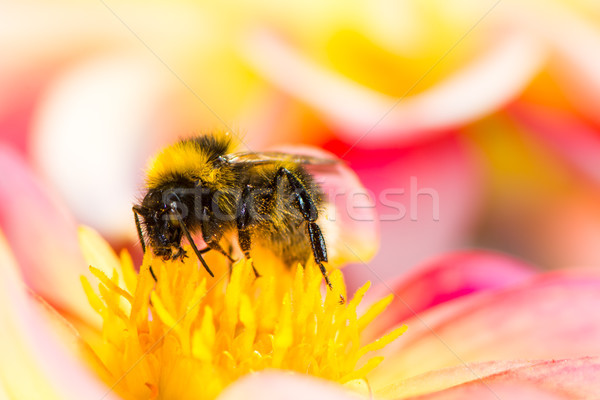 Poszméh gyűjt nektár dália virág makró Stock fotó © manfredxy