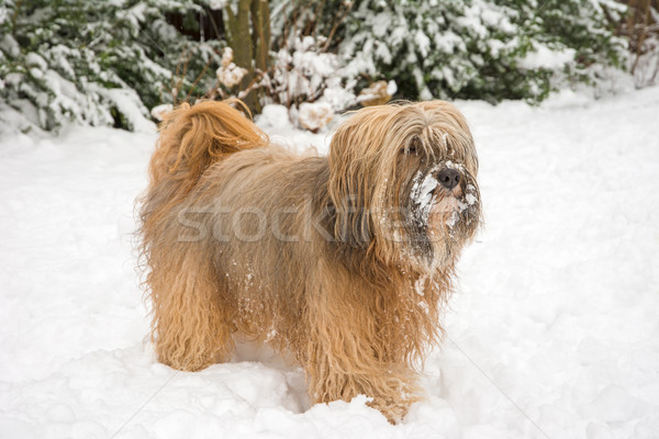 Long-haired tibetan terrier in the snow Stock photo © manfredxy