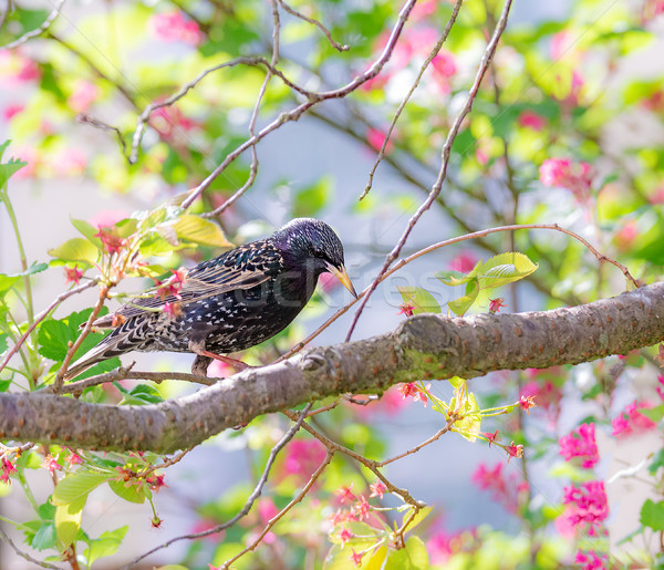 Starling bird sitting on a tree branch Stock photo © manfredxy