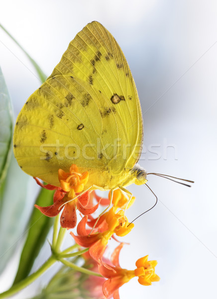 Exotic Butterfly Stock photo © manfredxy
