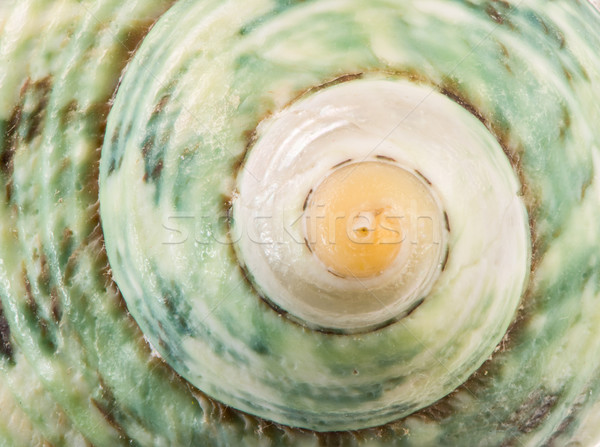 Snail Shell Stock photo © manfredxy