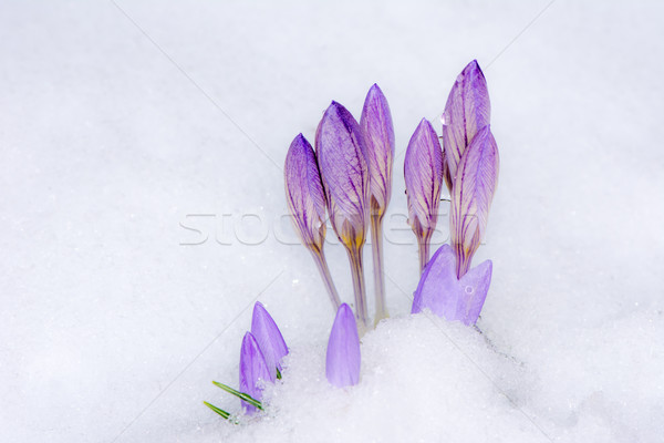 Viola crocus fiori neve primo piano messa a fuoco selettiva Foto d'archivio © manfredxy