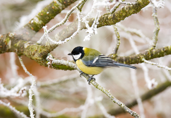 Great tit bird sitting on a frosted tree Stock photo © manfredxy