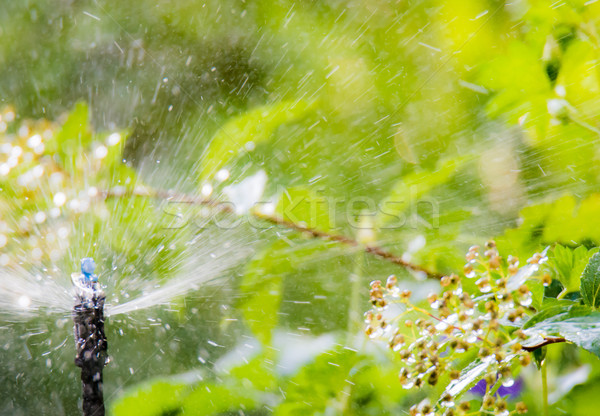 Garden irrigation with an automatic watering system Stock photo © manfredxy