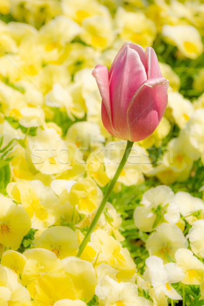 Stock foto: Ausgezeichnet · Tulpe · Blume · Blumenbeet · Frühling · szenische